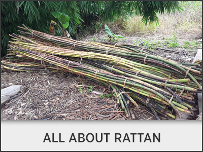 All About Rattan